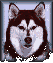 Click here to go to the Siberian Husky Rescue home page.